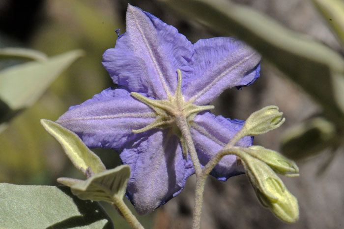 Hinds Nightshade; back-side of purple flower showing the calyx and corolla petals. Solanum hindsianum Hinds Nightshade; back-side of purple flower showing the calyx and corolla petals. Solanum hindsianum